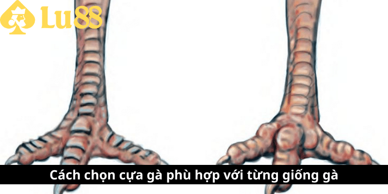 cách len cựa gà