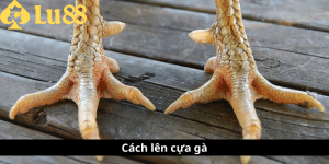 cách len cựa gà