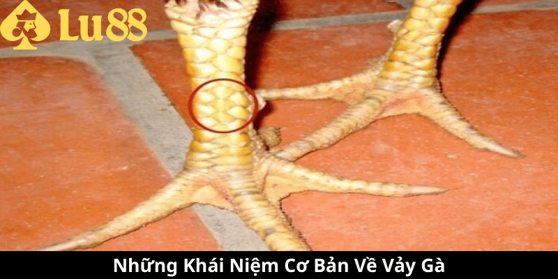 các loại vảy gà